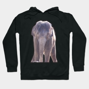 Asian Elephant Hoodie